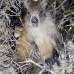 hutia_desmarest_chiq_jar_v_0139_cub2254.jpg